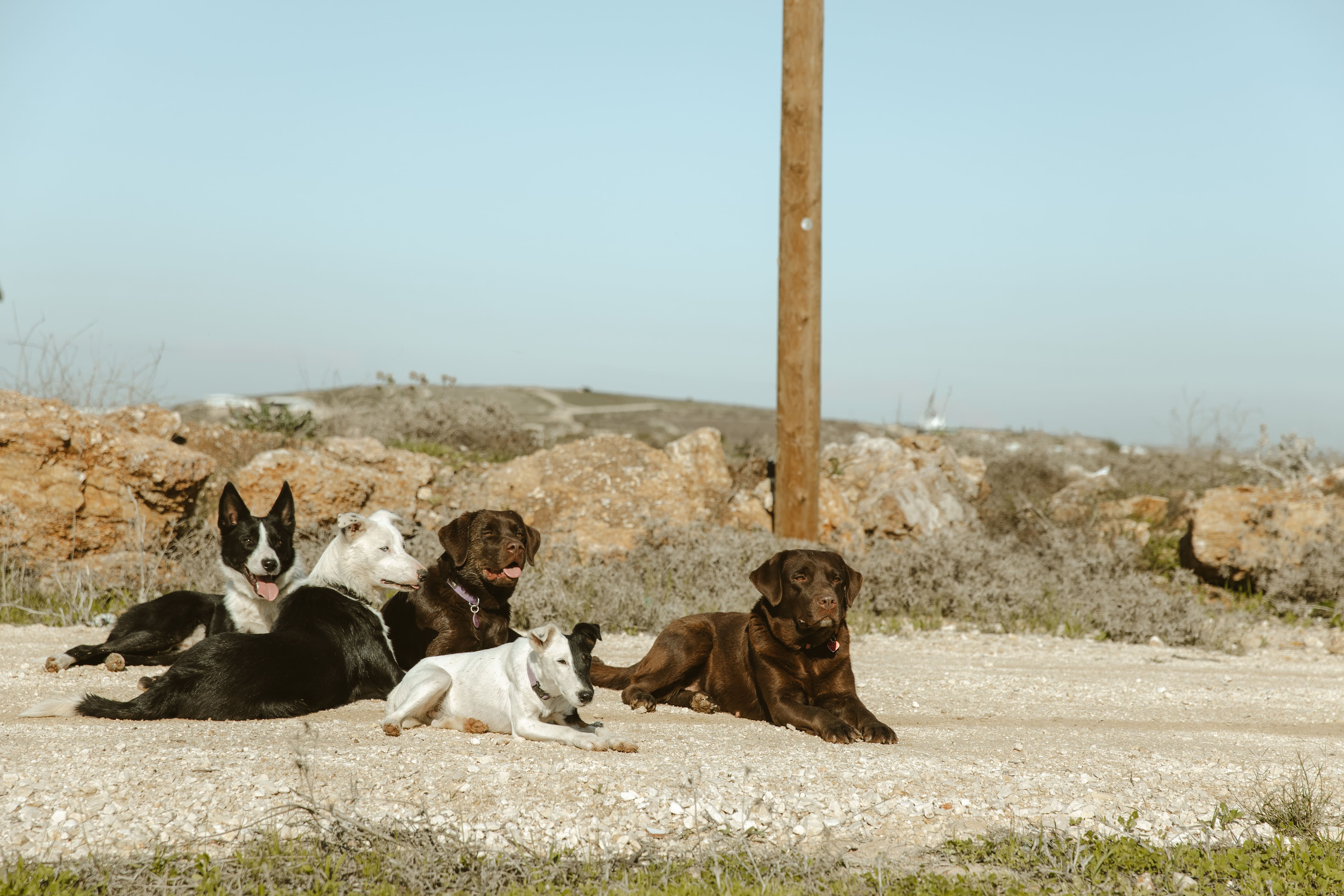 כלבים נחים יחד בחווה