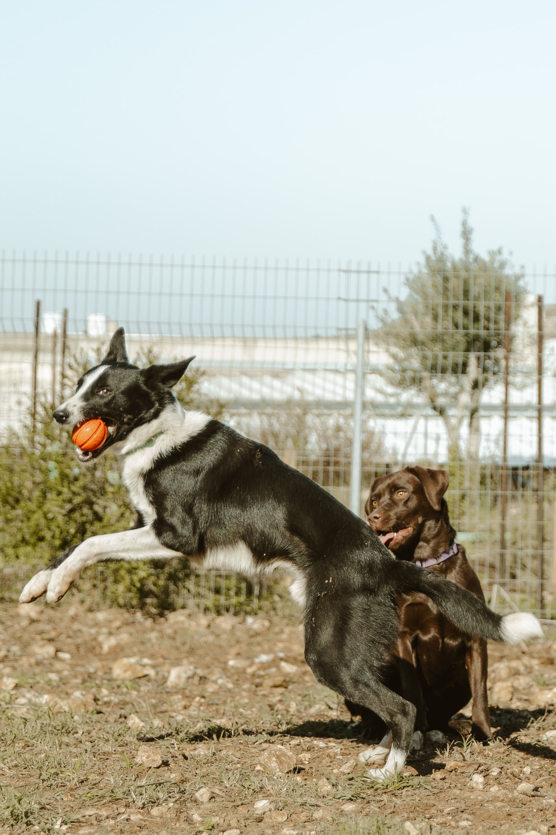 כלב תופס כדור