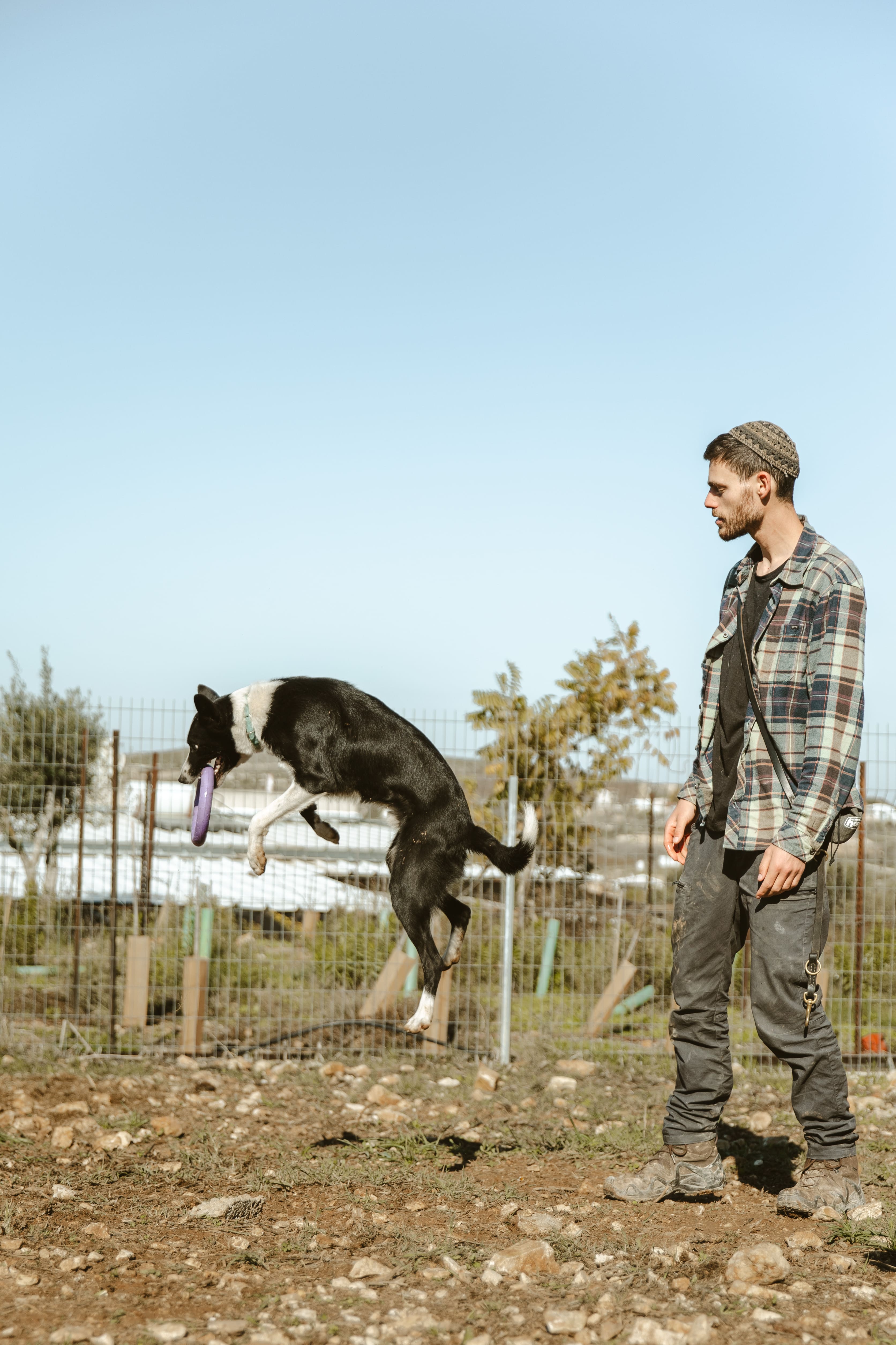 אילוף כלבים - קפיצה