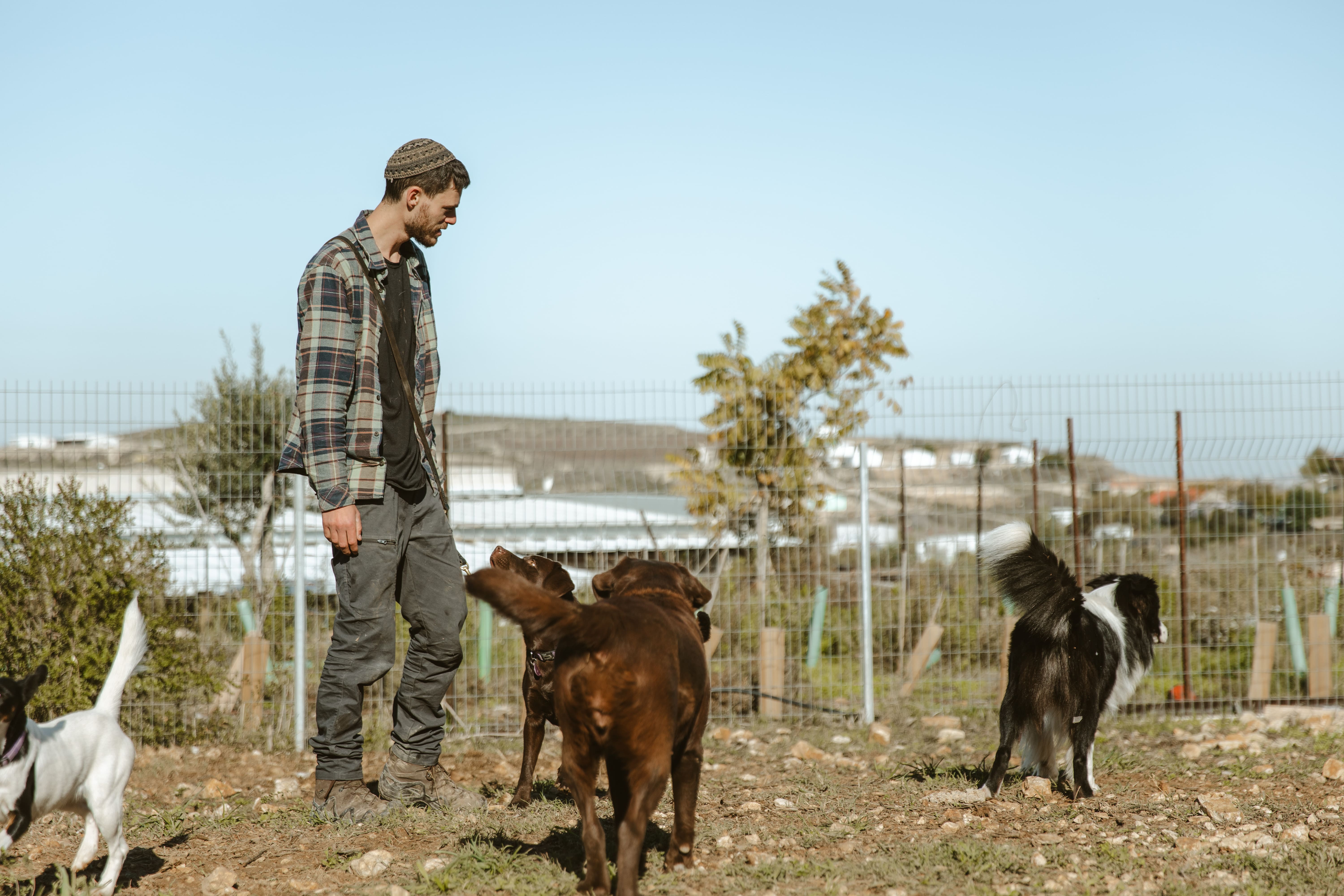 אבי עם כלבים